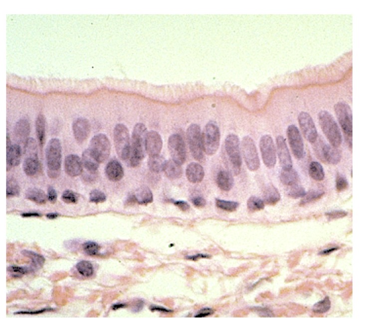 <p>Name the tissue </p>