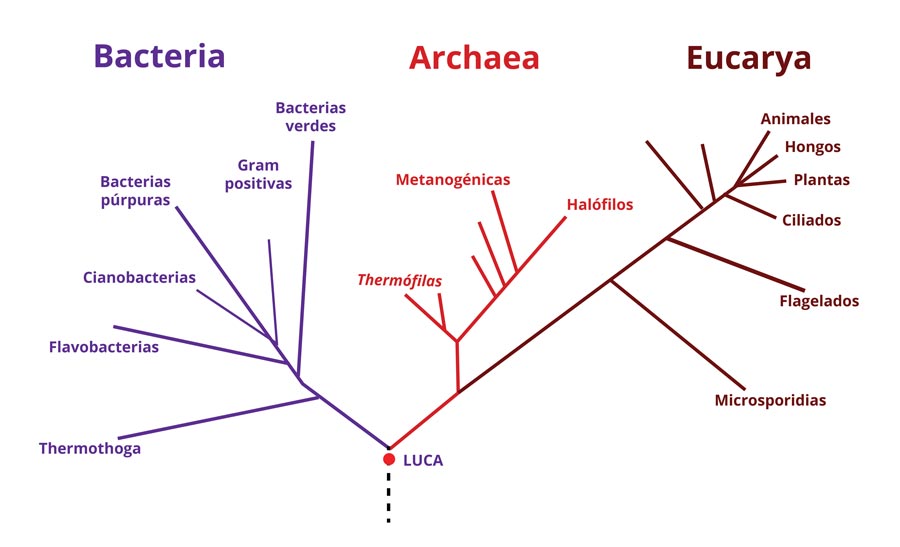 <p>Dentro de los organimos formados por celulas procariontes, se distinguen dos grandes grupos (dominios):</p>