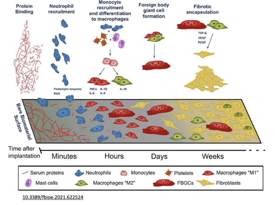 <p>Protein adsorption, Acute inflammation, Chronic inflammation, Fibrous capsule</p>