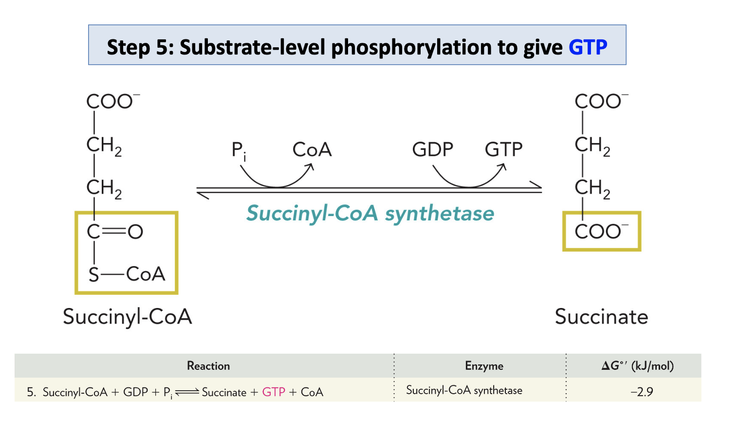 <p>Succinyl CoA synthetase catalyzes substrate level phosphorylation to produce GTP or ATP</p>