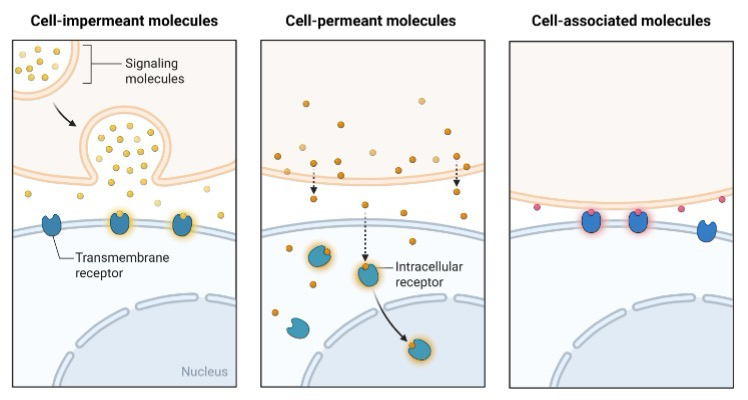 <p>Protein <strong>signaling</strong> <strong>molecules</strong> require a cell membrane receptor (Causes secondary signaling to occur)</p><p>Hydrophobic signaling molecules, such as <strong>steroid hormones</strong>, use<strong> nuclear receptors</strong> (Binds to ligand and goes through the plasma membrane/No secondary signaling molecule required)</p><p>A cell that is growing to divide experiences many changes:</p><ol><li><p>Altered <strong>gene expression</strong></p></li><li><p>Increased <strong>translation</strong></p></li><li><p>Increased nutrient uptake and metabolic rate</p></li><li><p>Altered morphology</p></li></ol><p></p>
