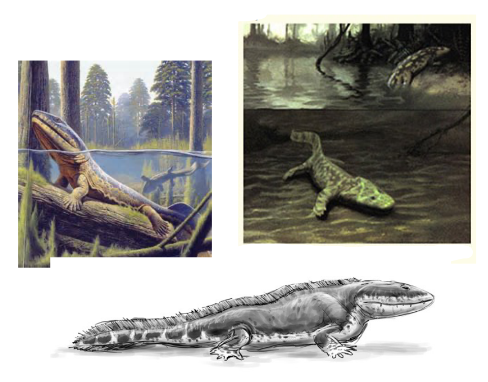 <ul><li><p>Appears to have been less aquatic - evidence:</p><ul><li><p>Flange on cleithrum is absent suggesting that functional gill chamber was absent</p></li><li><p>Caudal fin rays were reduced</p></li><li><p>Had broad, overlapping ribs - support against gravity &amp; muscular attachment, protection of viscera</p></li><li><p>Hindlimb polydactylous, but less paddle like (forelimb structure unknown)</p></li><li><p>Proportinos of the humerus &amp; femur are similar to those of some pinnipeds (sea lions)</p></li><li><p>Forelimb was permantely bent at the “elbow”</p></li><li><p>Hindlimb was more paddle-like</p></li><li><p>Suggests Ichthyostega coulid better support weight on land, but still strong swimmer</p></li></ul></li></ul><p></p>