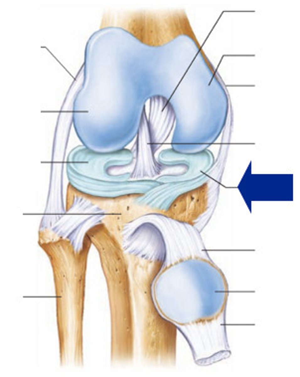 <p>fibrocartilage pads, at femur-tibia articulations, cushion and stabilize joint, give lateral support</p>