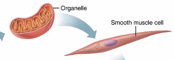 <p>Cells are made up of molecules</p>