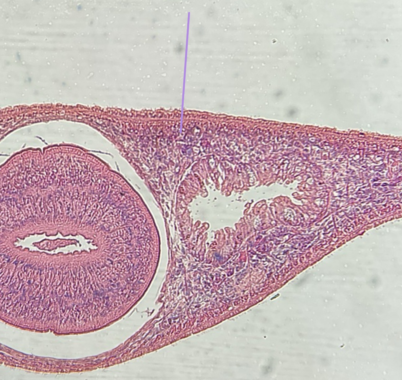 <p>What is this structure</p>