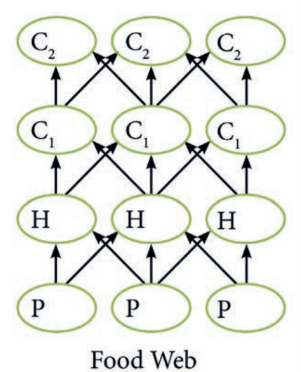 <p>Food web</p>