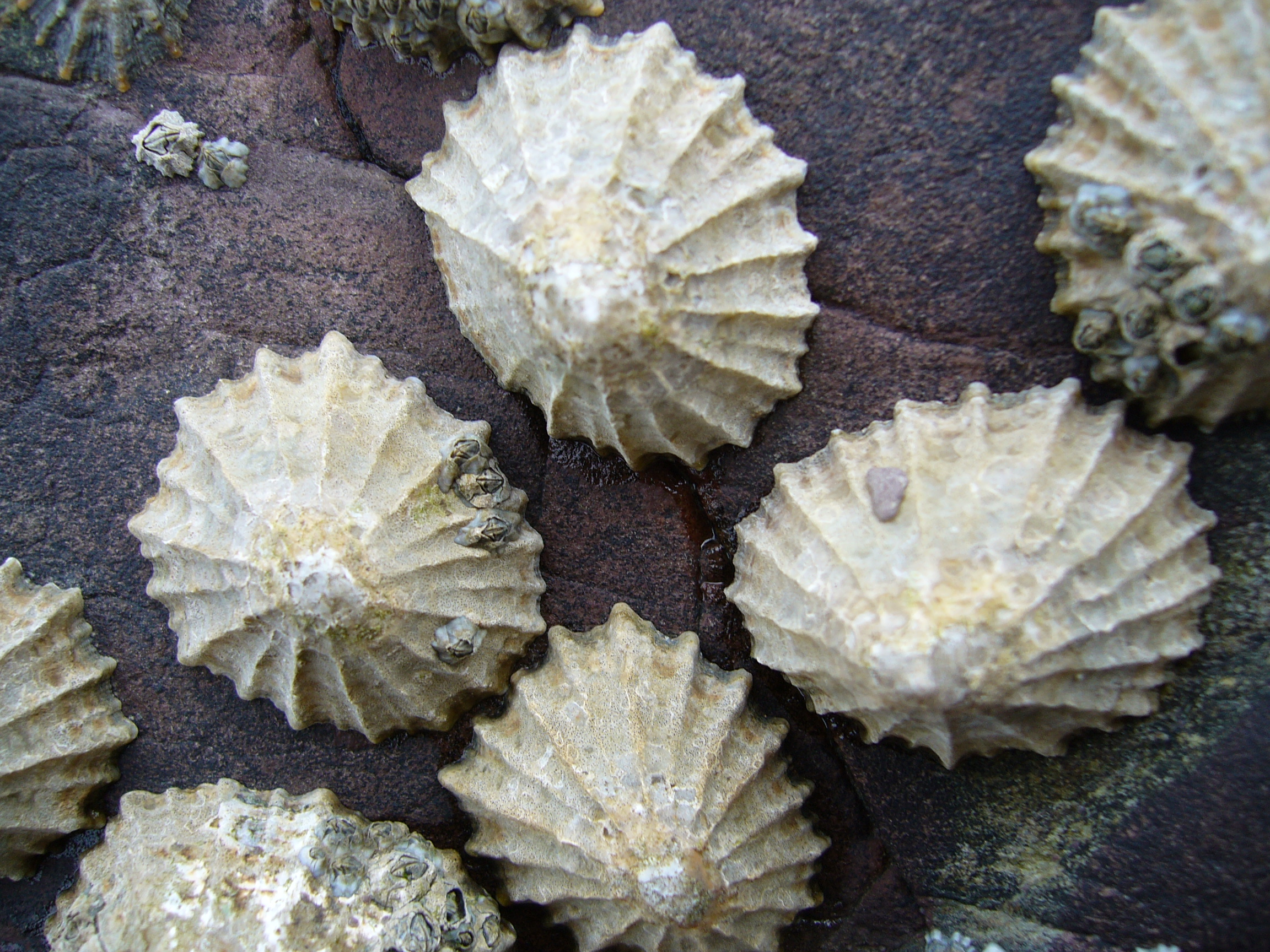 <p>limpet</p>