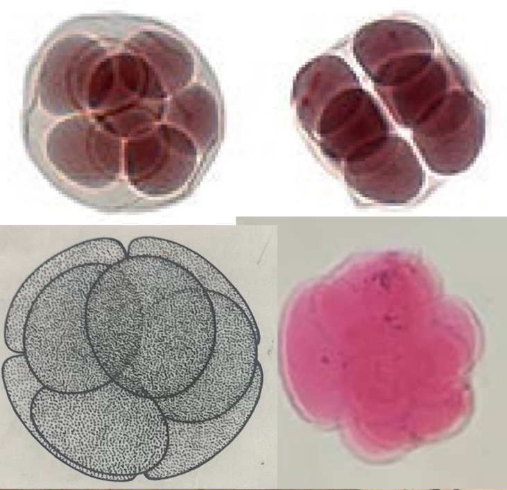 <p>Developmental stage</p>