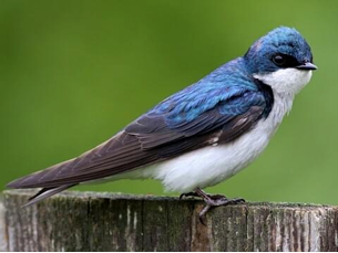 <p>What Bird Species is this?</p>