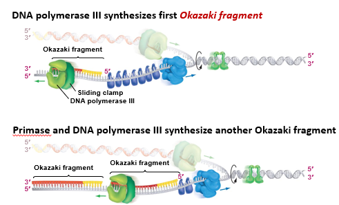 <p>DNA polymerase synthesizes first an Okazaki fragment and then another fragment as more template DNA is exposed</p>