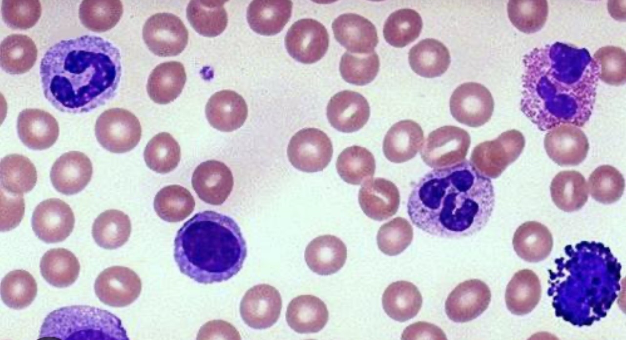 <p>Identify blood component </p>