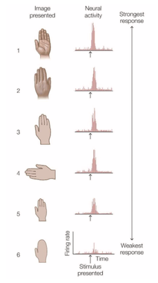 <ul><li><p><span style="background-color: transparent; font-family: "Times New Roman", serif;">When presented with different images of a hand, there are different neural activity with each image.</span></p></li><li><p><span style="background-color: transparent; font-family: "Times New Roman", serif;">Each image was of a hand, but at different qualities, when it decreased in quality, it seemed to have a weaker response.</span></p></li></ul><p></p>