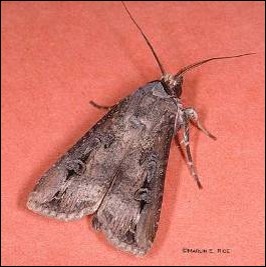 <p>Identify the insect, stage, and order</p>