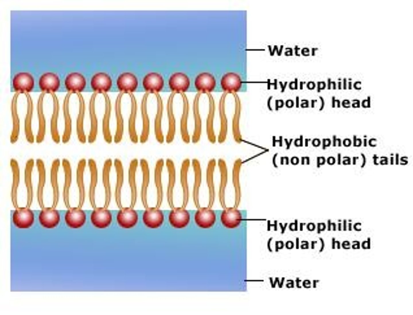 <p>Substances that repel or do not mix with water.</p>