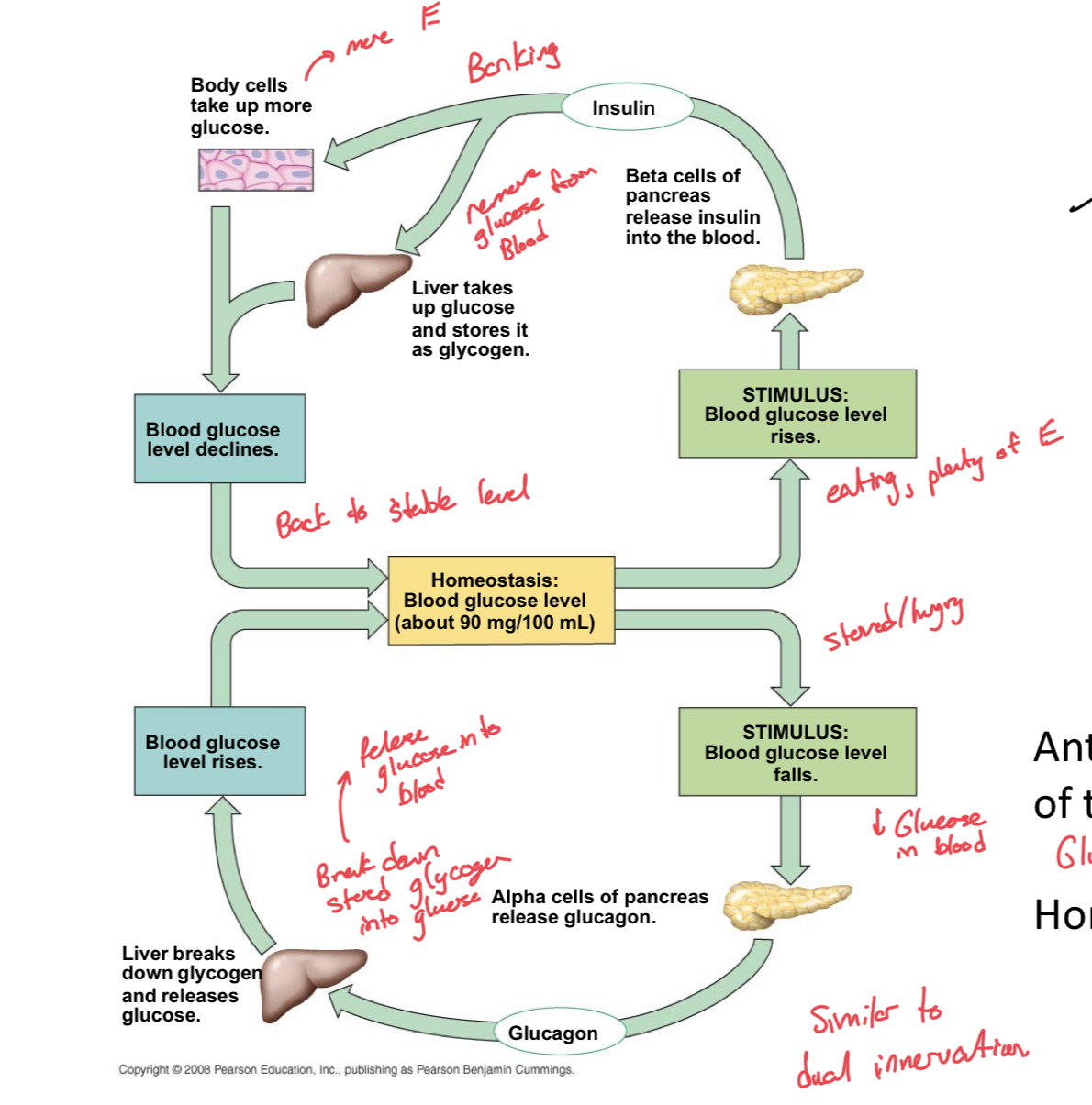 <p>When we have high blood glucose (stimulus), then the beta cells of the pancrease release insulin into the blood, which triggers both the body cells to take up more glucose and the liver to take up glucose and store it as glycogen, at which point, blood glucose levels drop back to a homeostatic level</p><p>When we have low blood glucose (stimulus) then the alpha cells of the pancreas release glucagon. Glucagon then travels to the liver to trigger the breakdown of stored glycogen and it releases glucose. Then, blood glucose levels rise and return to homeostatic level.</p><p>Glucagon and Insulin are like yin and yang, manage an antagonistic relationship for homeostatic regulation. </p>