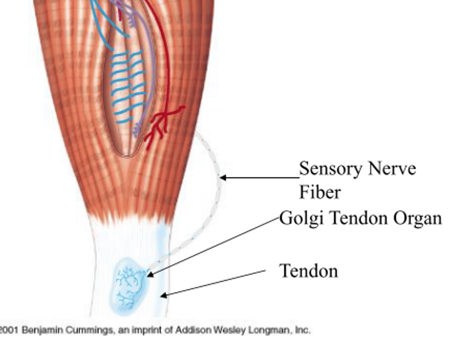 <p>Detects tendon stretch</p>