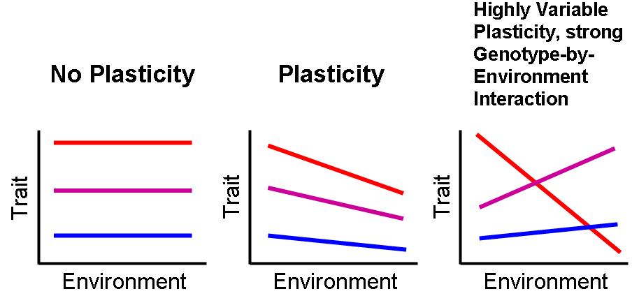 <p>Phenotypic values plotted across different environments, where each line is 1 genotype. Low plasticity is indicated by a small slope, and high plasticity is indicated by a large slope.</p>