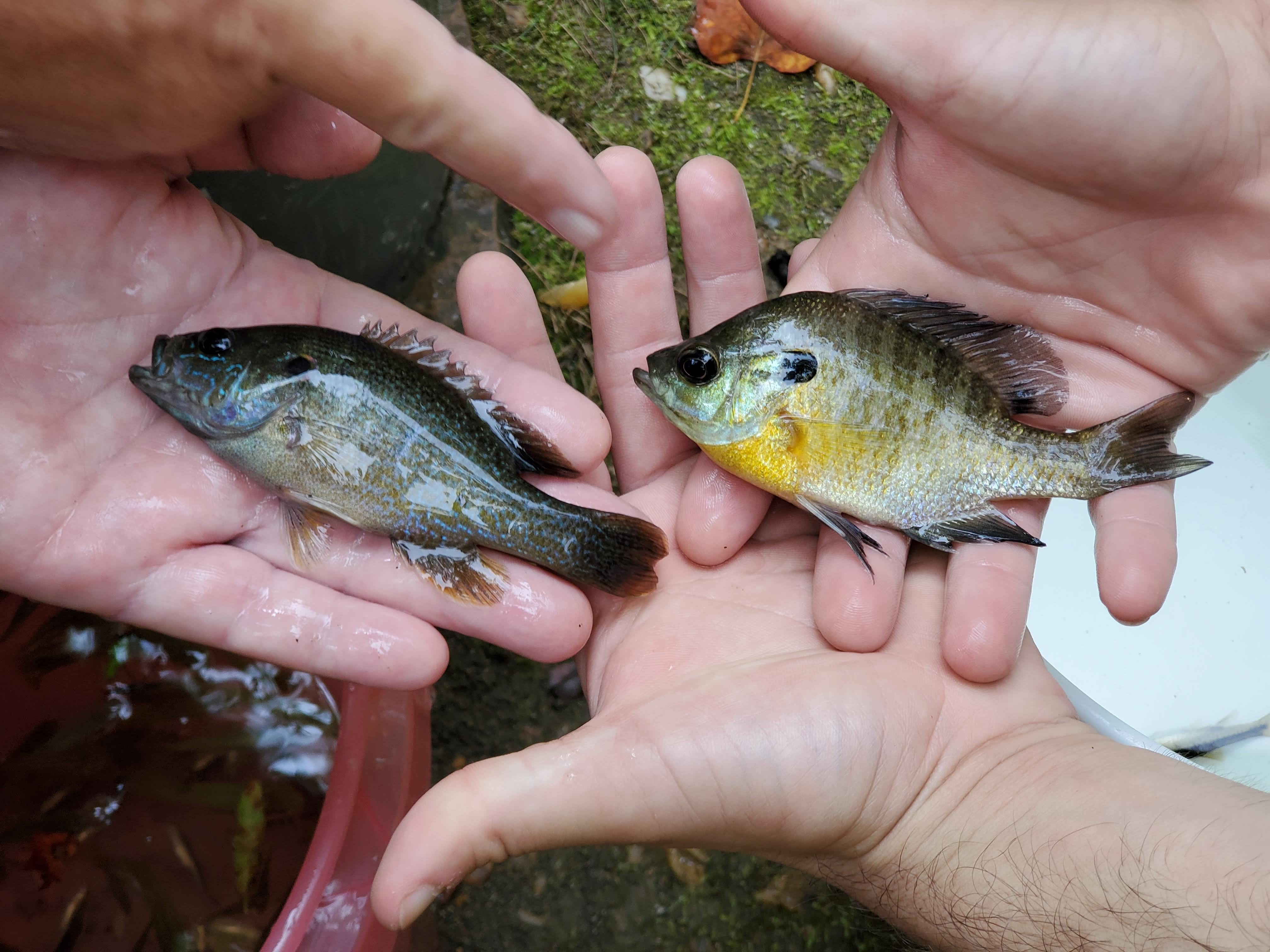 <p>Centrarchidae</p><p> Lepomis cyanellus (green sunfish)</p>