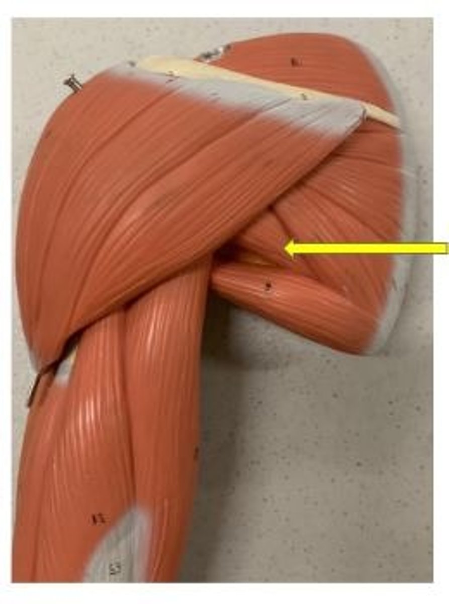 <p>lateral rotation at shoulder</p>