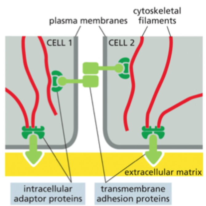 <p><strong>Cadheriner</strong> (Forbinder plasmamembran lateralt) og <strong>integriner (forankrer til basallamina)</strong>.</p>