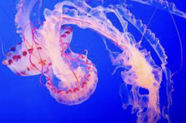 <p>only diploblastic phylum; radially symmetric; divide into Medusozoa/jellies, Anthozoa/sea anemones; use cnidocytes</p>