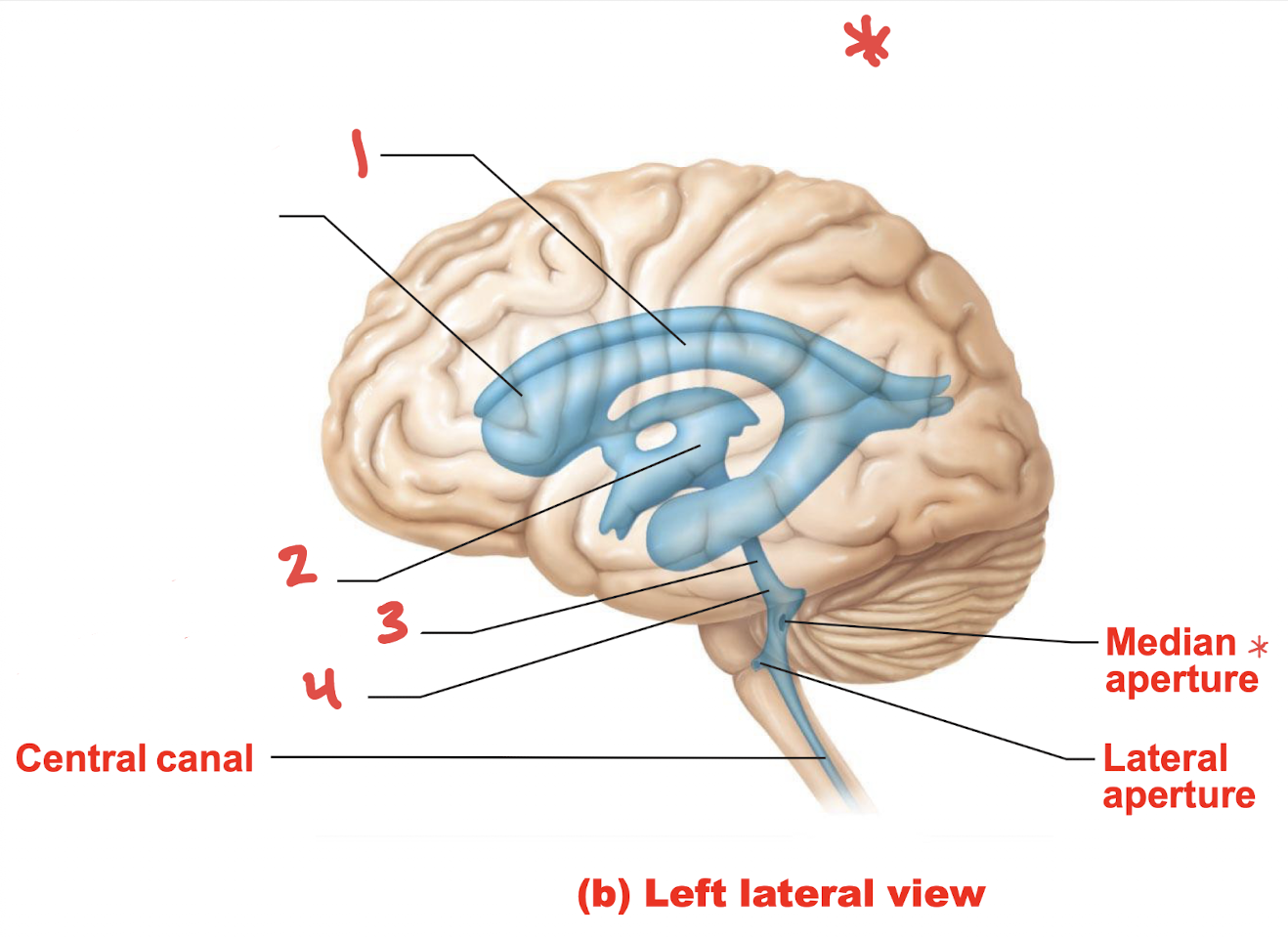 <p>What is number 4 *</p>