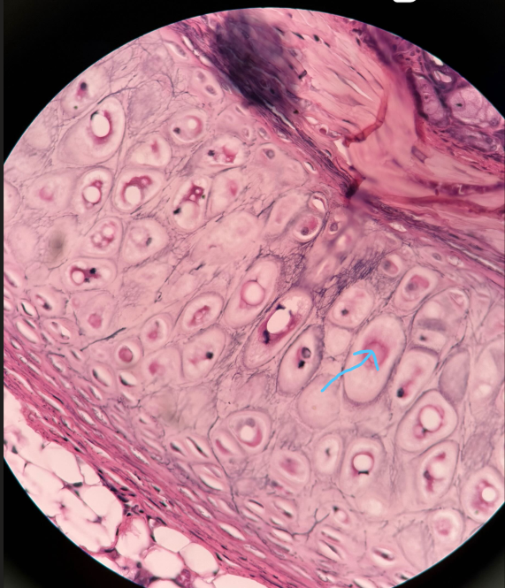 <p>ID structure</p>