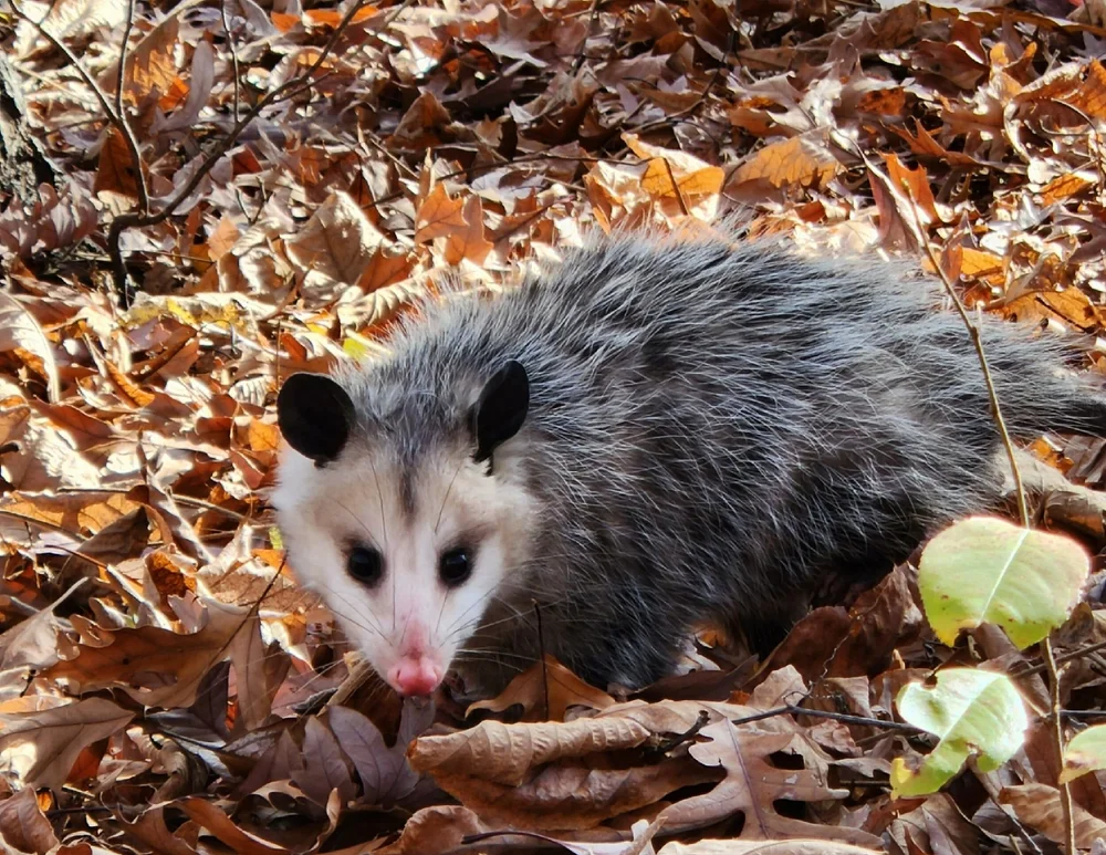 <p>Virginia Opossum</p>