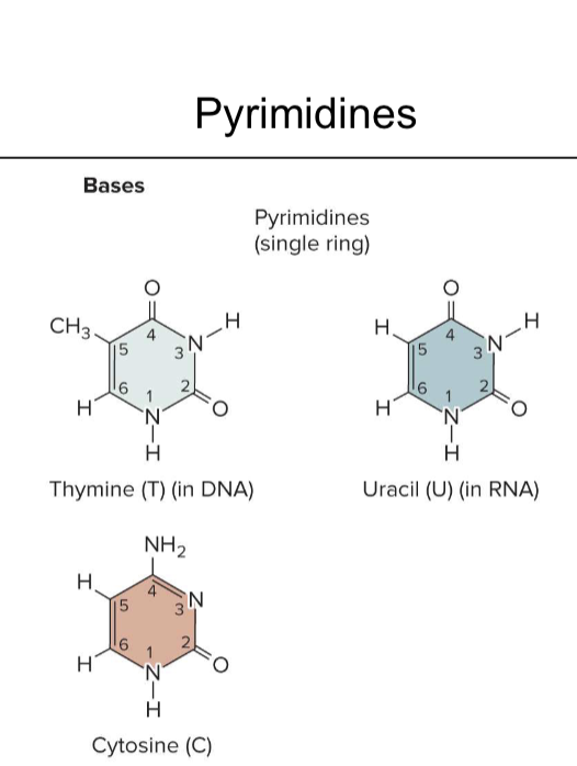 <p>Thymine, Uracil, and Cytosine </p><p>they are a single ring </p><p>CUT the PYRamid</p>
