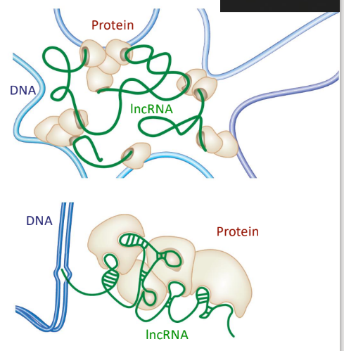 <ul><li><p>play a functional role in defining the chromosome structure</p><ul><li><p>many provide a scaffold for proteins</p></li></ul></li></ul><p></p>