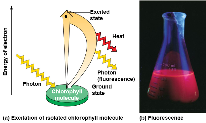 <ul><li><p><span style="background-color: transparent;">When a pigment absorbs light, it goes from a ground state to an excited state, which is unstable</span></p></li><li><p><span style="background-color: transparent;">When excited electrons fall back to the ground state, photons are given off, an afterglow called fluorescence</span></p></li><li><p><span style="background-color: transparent;">If illuminated, an isolated solution of chlorophyll will fluoresce, giving off light and heat</span></p></li></ul><p></p>