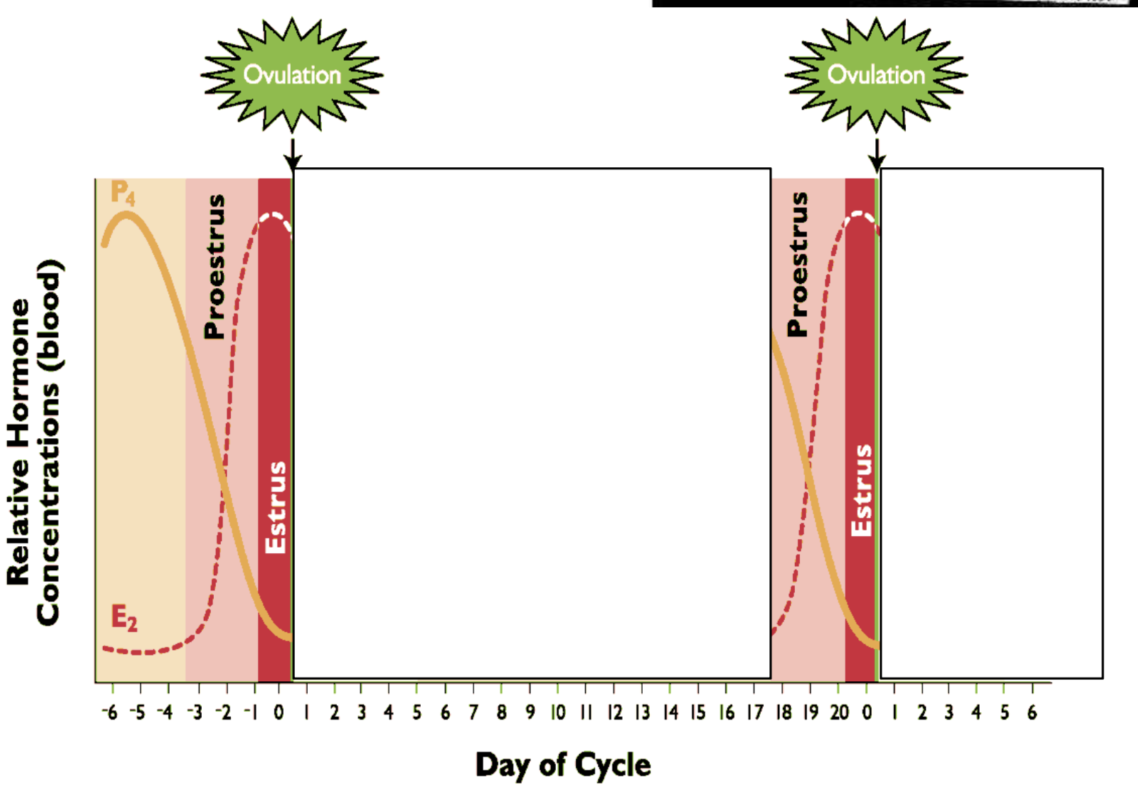 <p>Peak E2 - max follicle size</p><p>Lowest P4 </p><p>Called heat b/c body temp increases</p><p>Period of sexual receptivity</p><p>LH and FSH surges due to increased feedback from E2</p><p>Ovulation during estrus</p><p>-Mare and sow</p><p>-Long estrus time</p>