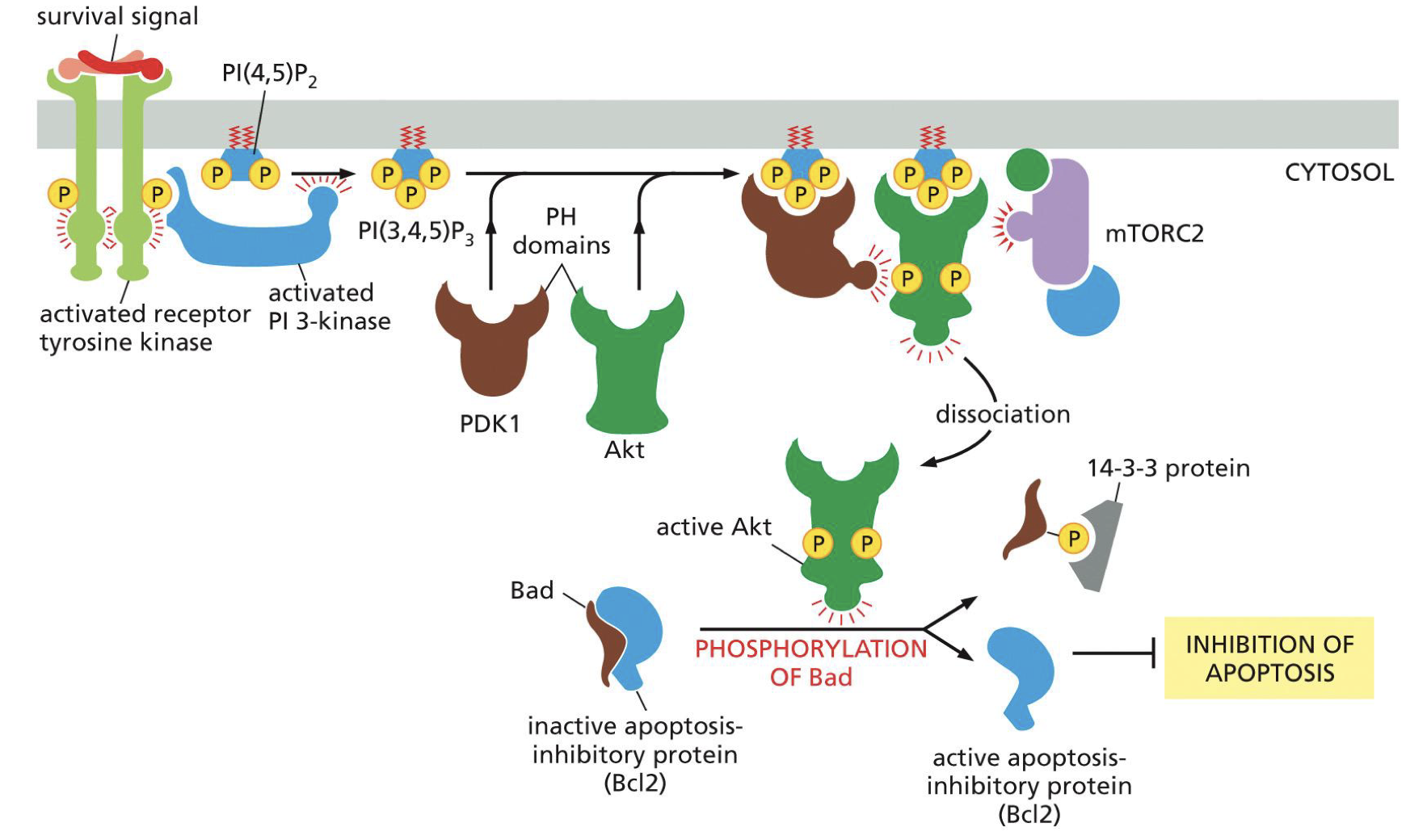 <p>Need survival factor to prevent apoptosis. If not than Bad not decreased so no Bcl2</p><p>KEY REMBER PICTURE<br>Tyrosine kinase<br>PDK1 and. AKT</p><p>AKT destroys Bad so active Bcl2</p>