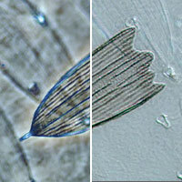 <p>identify microscope used</p>