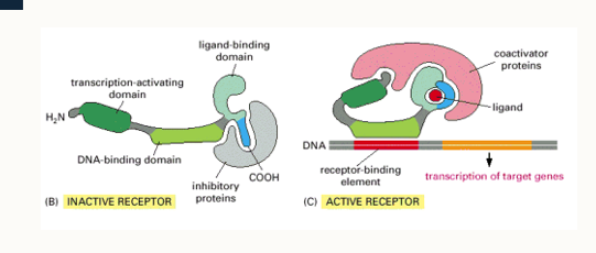 <ul><li><p>Recruite additional coactivator proteins. regulate activation and repression of nearby target genes.. </p></li><li><p></p></li></ul><p></p>