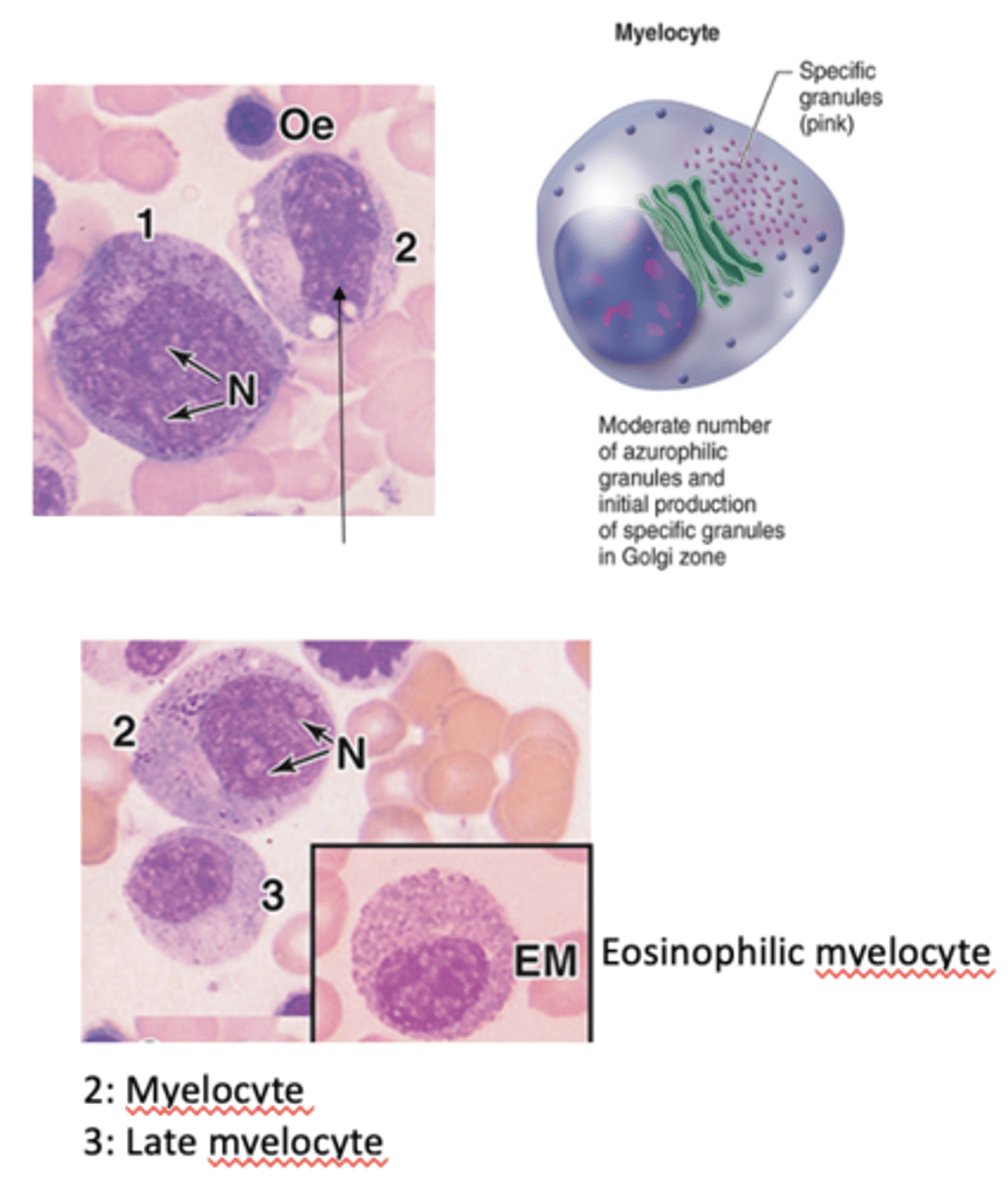 <p>What is the first sign of granulocyte differentiation?</p>