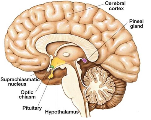 <p>• Locatedin deep inside the brain and is larger in children and undergoes involution (shrinkage). </p><p>• Secretes melatonin, which is produced from serotonin. Production of melatonin is stimulated by darkness and inhibited by light. </p><p>• Function of Melatonin are maintenance of circadian rhythm</p>