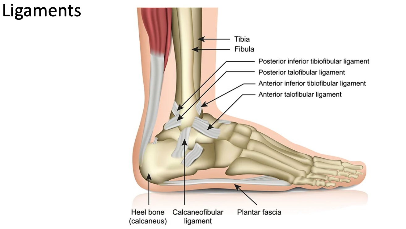 <ul><li><p>Can stop movement in a different plane</p></li><li><p>Limits movement</p></li><li><p>Ligaments not vascular (hard to heal)</p></li></ul><p></p>