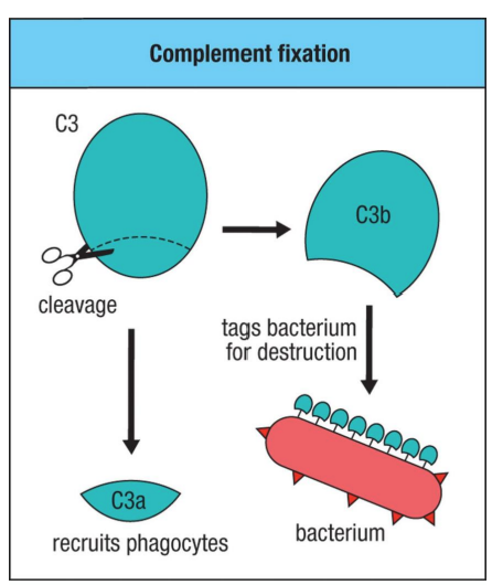 <p>C3: Central Complement Protein</p>