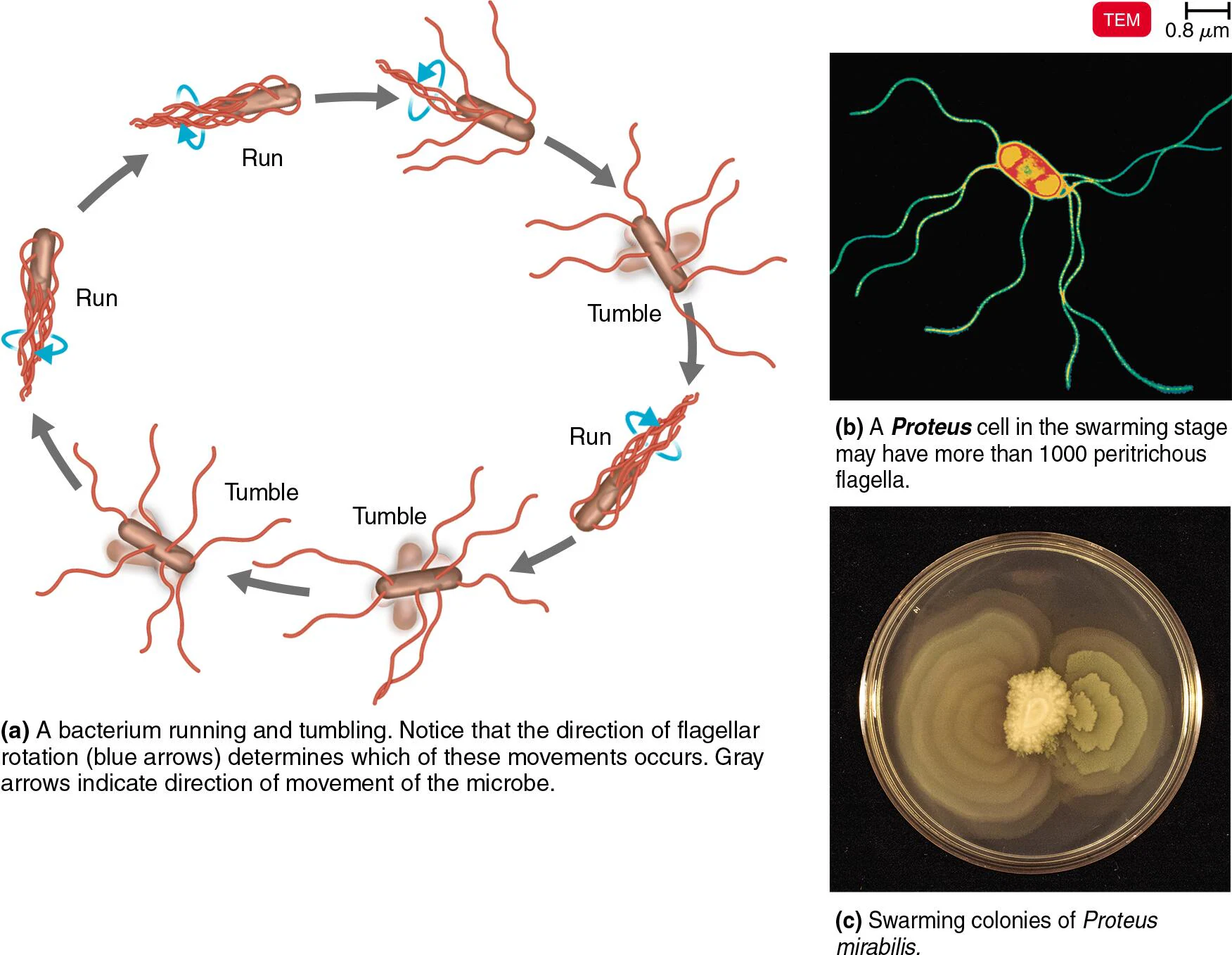 <p>Rotates from the basal body</p><ul><li><p>Run - swim in a direction (counterclockwise)</p></li><li><p>Tumble - switch direction (clockwise)</p></li><li><p>Allow the cell to move toward or away from stimuli (taxis)</p></li><li><p>Stimuli include chemicals (chemotaxis) and light (phototaxis)</p></li><li><p>Listen to chemotactic signals: if positive (attractant), they go towards with many runs and few tumbles. If negative (repellent), they move away with more tumbles than before. </p></li></ul><p></p>