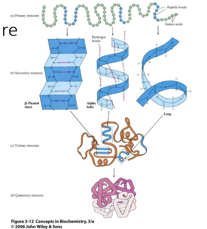 <ul><li><p>primary - sequence of amino acids; covalent peptide bonds between amino acids</p></li><li><p>secondary - areas of contigous local structure; hydrogen bonds between H of amine and Oyxgen of carbonyl</p></li><li><p>tertiary - overall 3D shape, noncontinugous sections arranged; hydrophobic affect, sometimes ionic or disulfide</p></li><li><p>quaternary - multiple polypeptide chains coming together</p></li></ul><p></p>