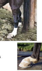 <p>How do you treat degenerative suspensory ligament desmitis?</p>