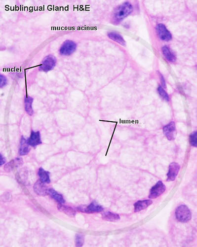 <p>mucous salivary gland</p>
