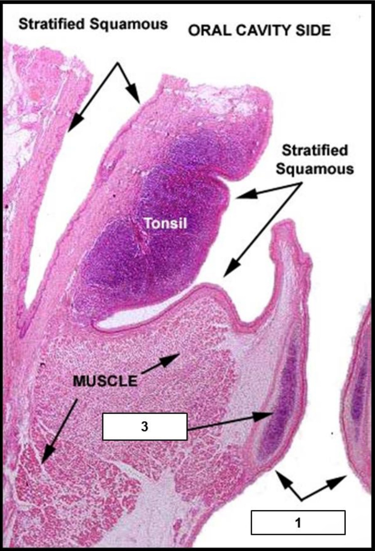 <p>Name the structure indicated by 1.</p>