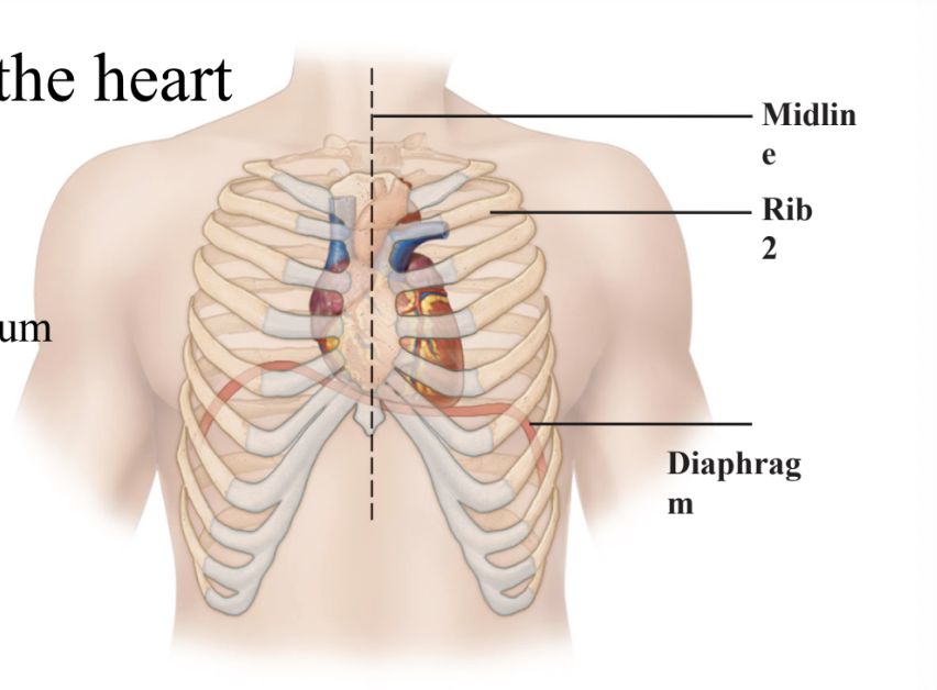<p>Describe the position of the heart in the thoracic cavity.</p>