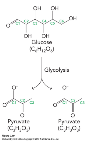 <p>Glycolysis</p>