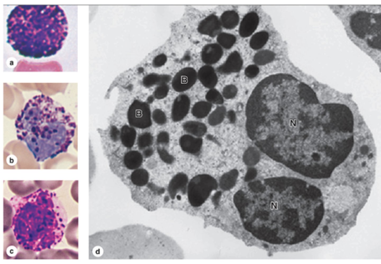 <p>What are the key contents of basophil granules? (4)</p>