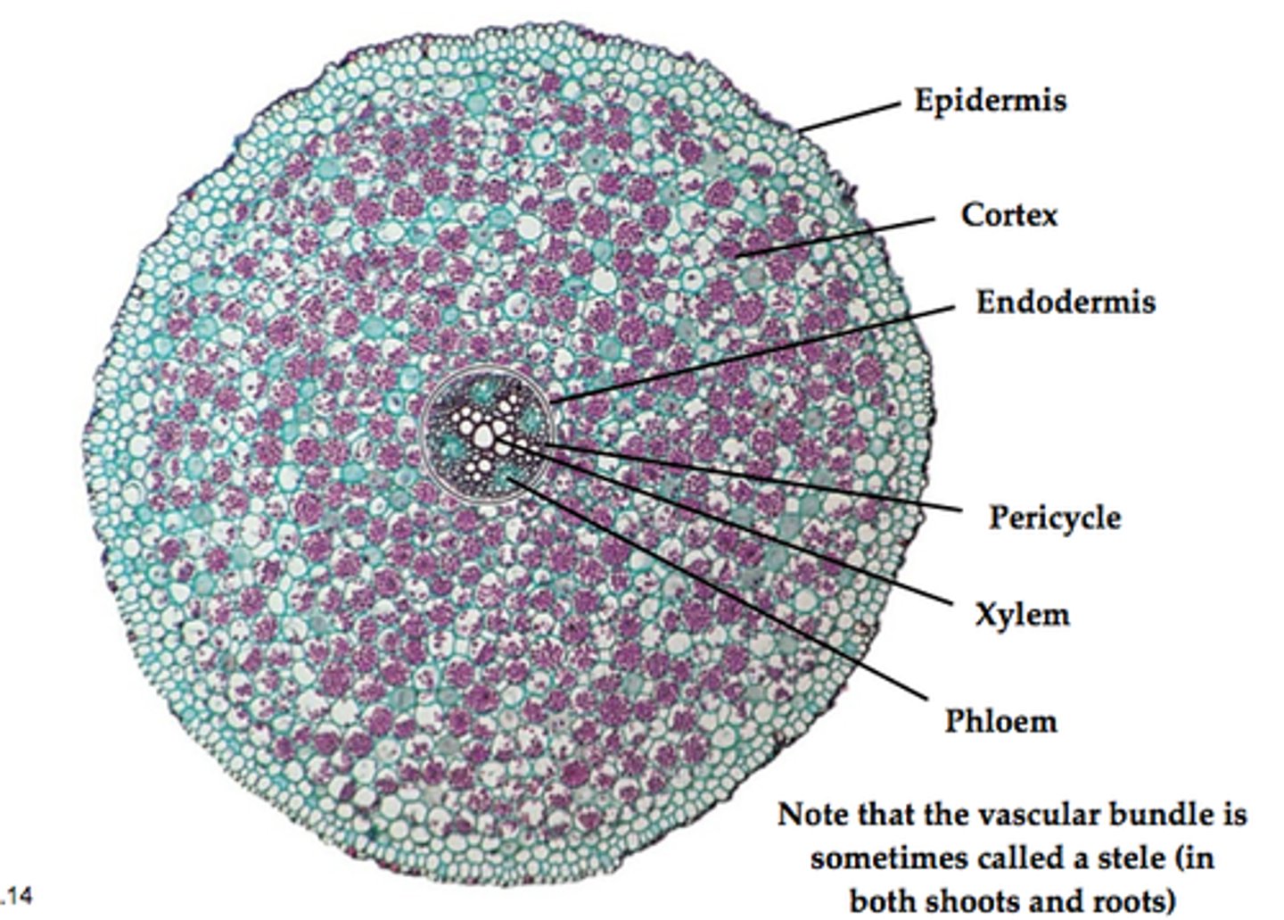 <p>vascular bundles in central cross</p>