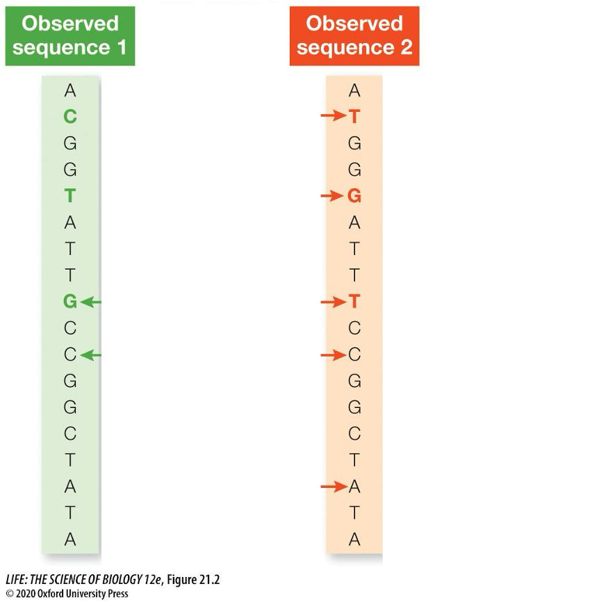 <ul><li><p><span>Multiple substitution events might have happened, but they are now undetectable.</span></p><ul><li><p><span>We do not know the ancestral sequence</span></p><ul><li><p><span>BUT we can compare observed sequences and <strong><em>predict </em></strong>how these sequences have evolved from the ancestral sequence</span></p></li></ul></li></ul></li><li><p><span>In a mathematical model, we consider possible rates of change (e.g., transitions vs. transversions, introns vs. exons).</span></p></li></ul><p></p>