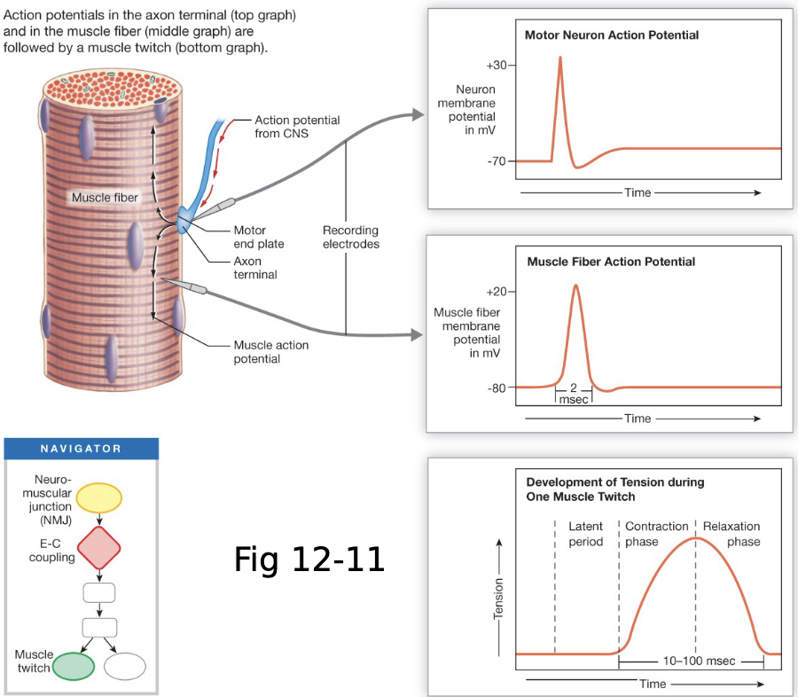 <ul><li><p>contraction caused by single AP = twitch</p></li><li><p>latent period: start of stimulus (muscle AP) to response to stimulus (contraction/twitch)</p></li></ul><p></p>